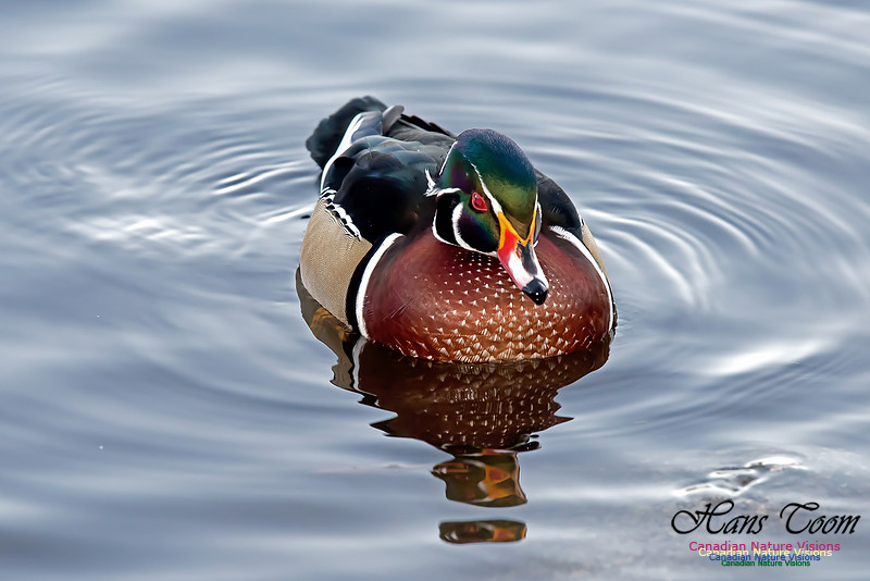 Wood Duck
