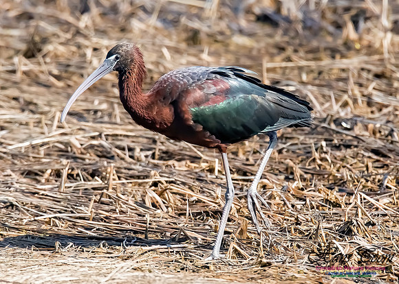 Glossy Ibis 7