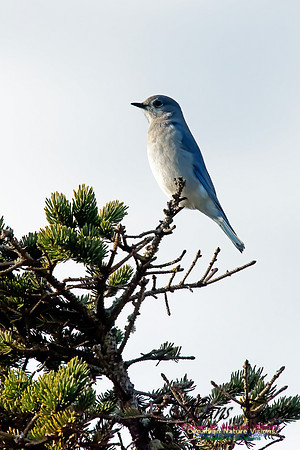 Mountain Bluebird