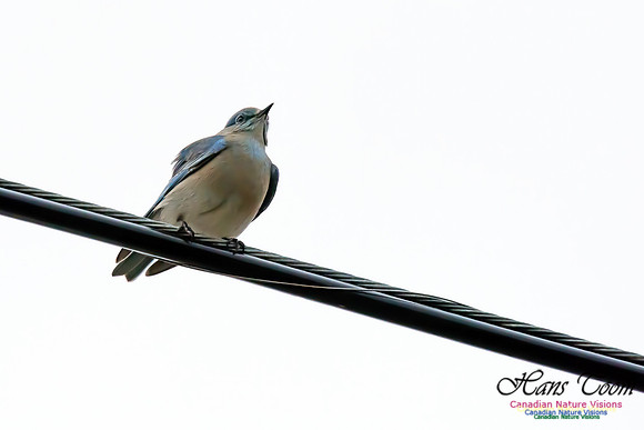 Mountain Bluebird