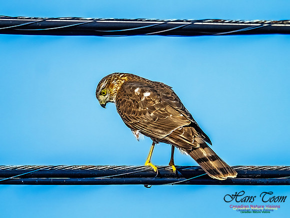 Sharp-shinned Hawk 101