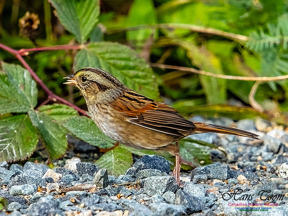 Swamp Sparrow 806