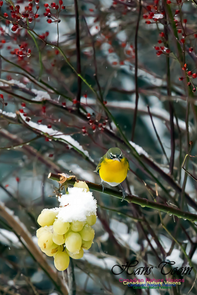 Yellow-breasted Chat