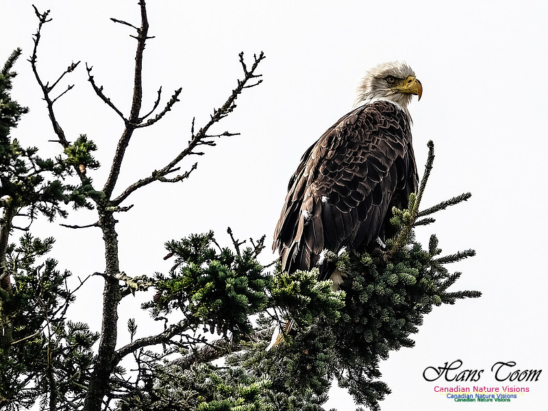 Bald Eagle 900