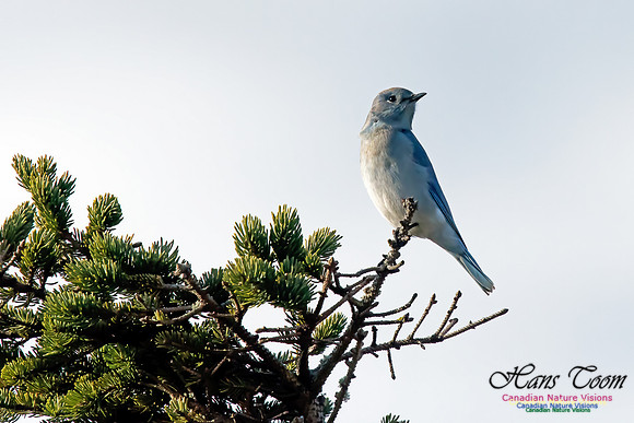 Mountain Bluebird