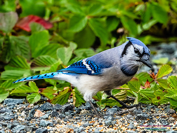 Bluejay 102