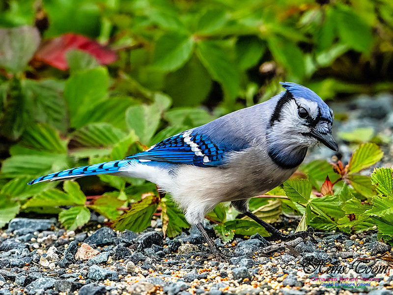 Bluejay 102