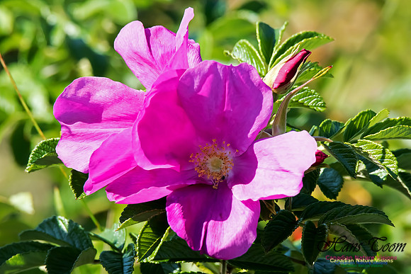 Wild Rose