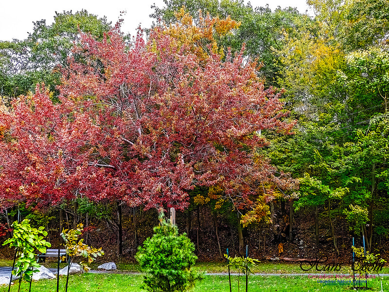 Nova Scotia in Fall 142
