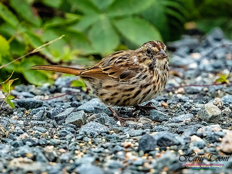 Song Sparrow 100