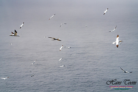 Cape St. Mary's 124