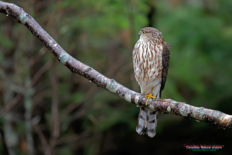 SharpShinnedHawk8