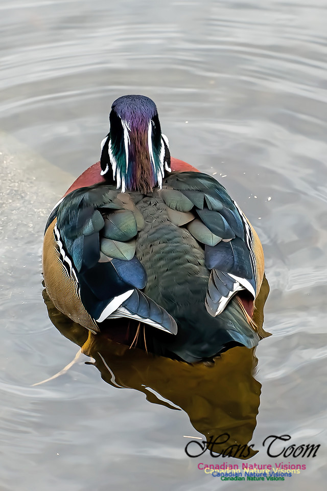 Wood Duck