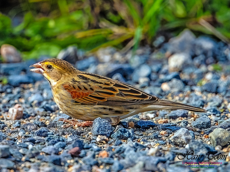 Dickcissel 102