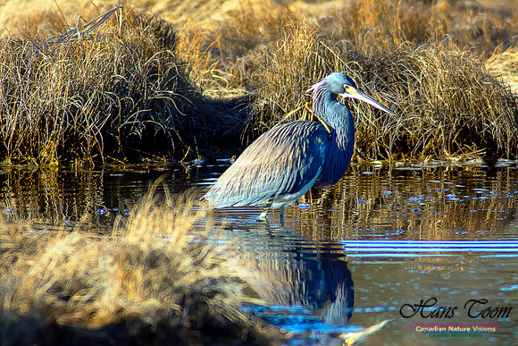 Tricoloured Heron 27