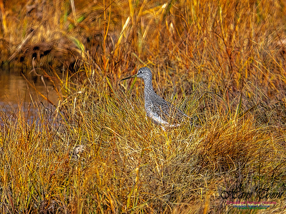 Greater Yellowlegs 204