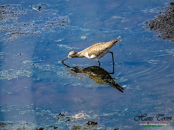Solitary Sandpiper 702