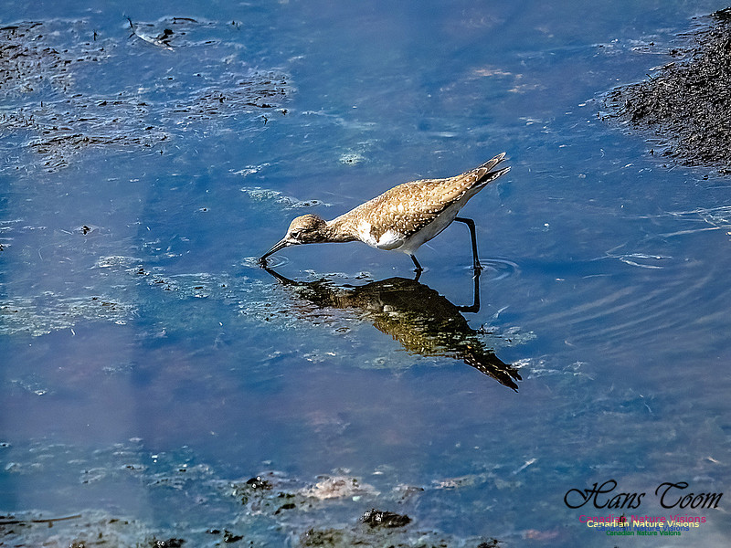 Solitary Sandpiper 702