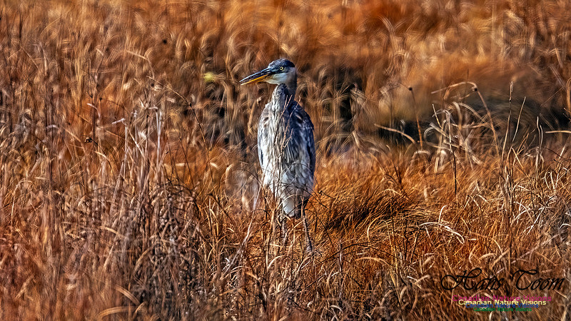 Great Blue Heron 207