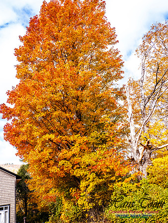 Nova Scotia in Fall 224