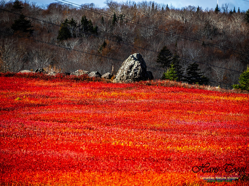Nova Scotia in Fall 232