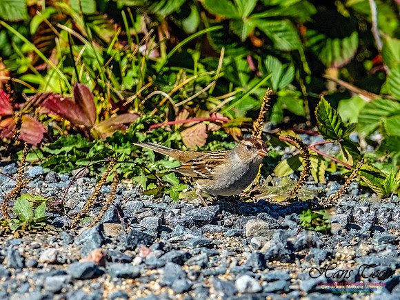 White-crowned Sparrow 150