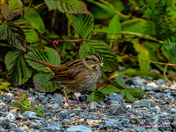Swamp Sparrow 808