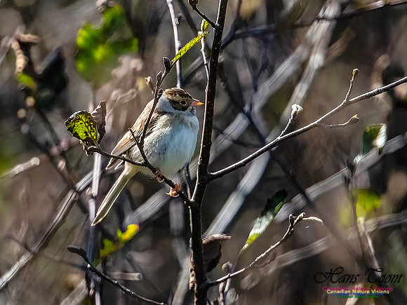 Clay-coloured Sparrow 114