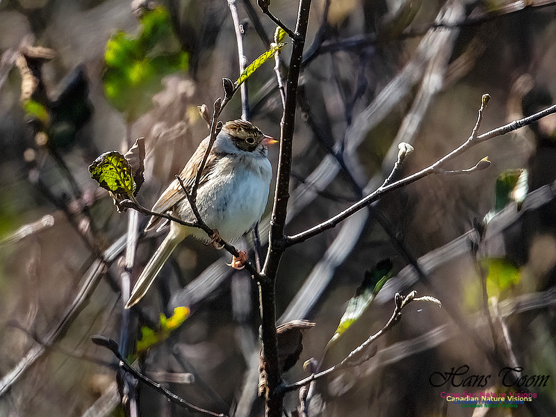 Clay-coloured Sparrow 114