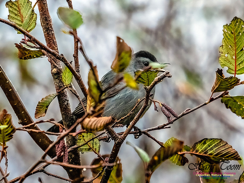 Gray Catbird 351