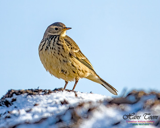 American Pipit 103