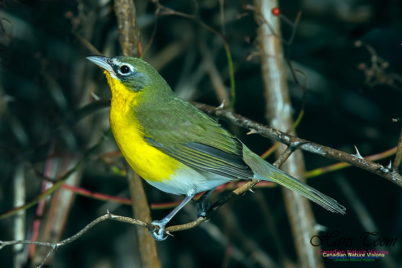 Yellow-breasted Chat