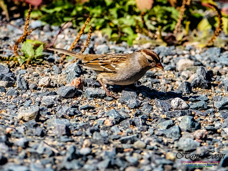 White-crowned Sparrow 153