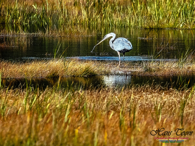 Great Blue Heron 900