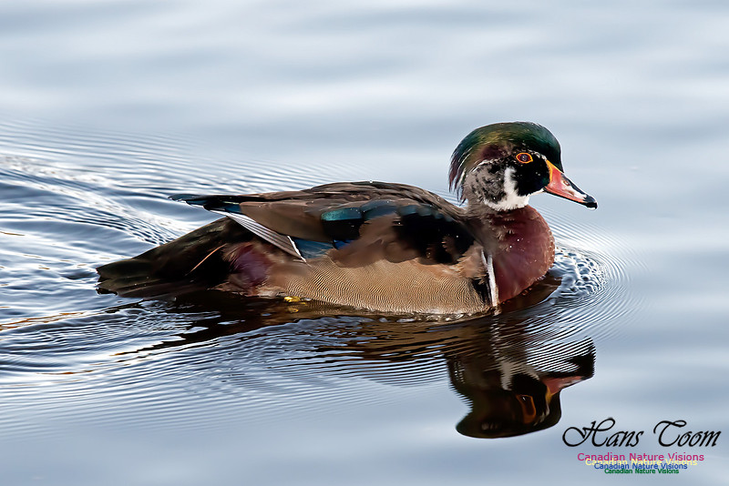 Wood Duck