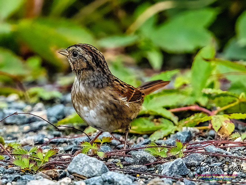 Swamp Sparrow 103