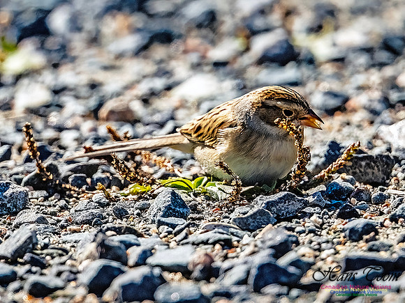 Clay-coloured Sparrow 116