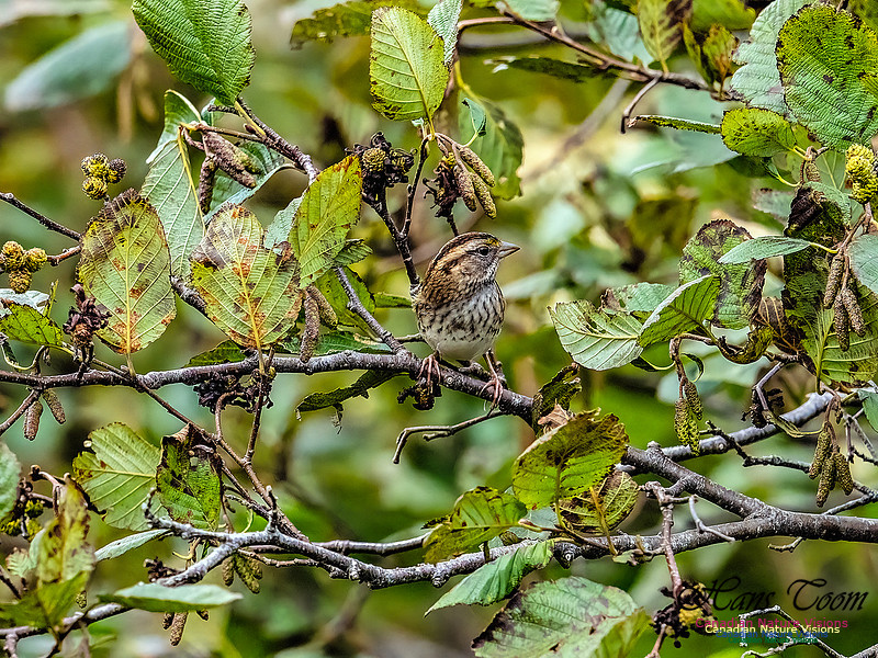 White-throated Sparrow 104