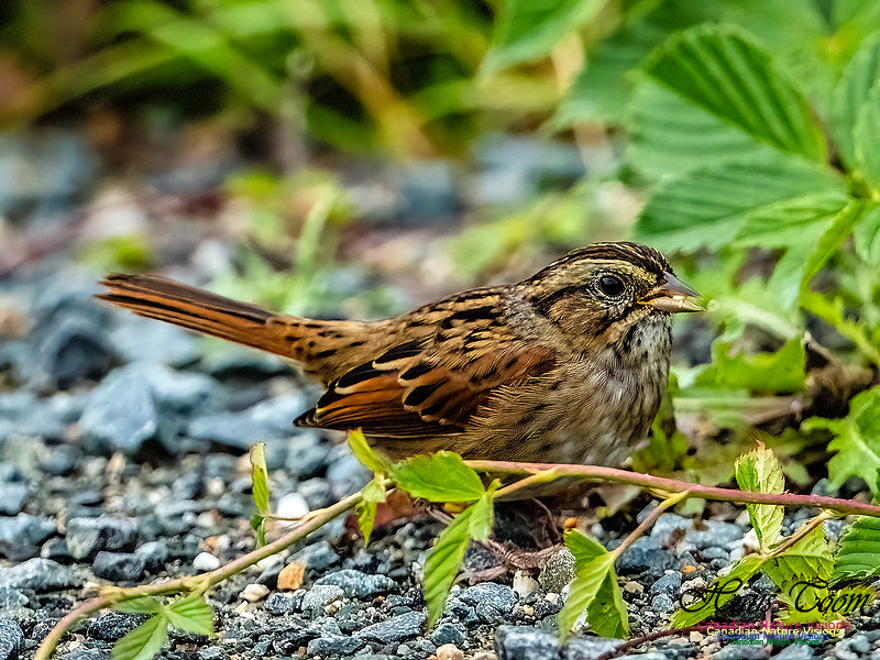 Swamp Sparrow 108