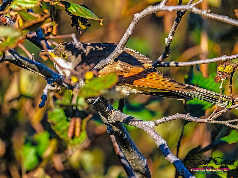 Yellow-billed Cuckoo 109