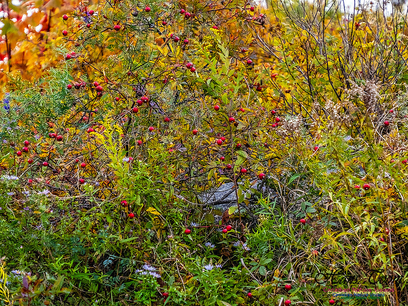 Nova Scotia in Fall 100