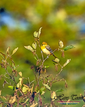Yellow-throated Vireo 102