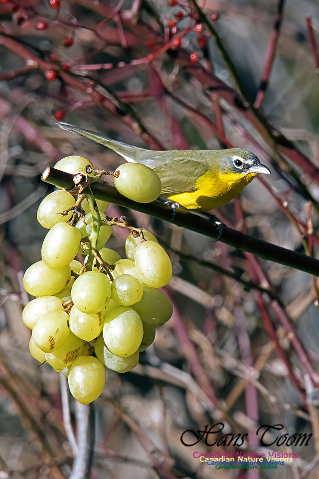 Yellow-breasted Chat