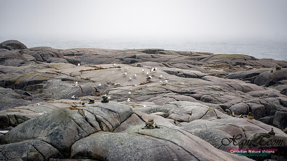 Nova Scotia Winter Scenes 113