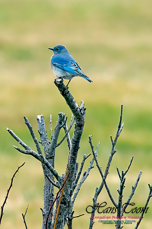Mountain Bluebird