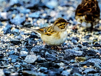 A Mix of Sparrows