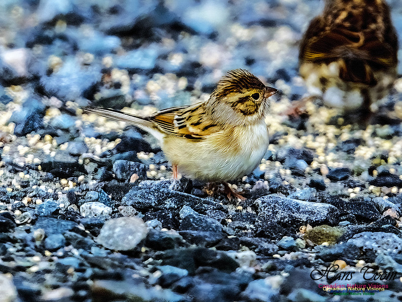 Clay-coloured Sparrow 350