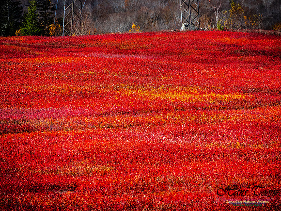 Nova Scotia in Fall 230