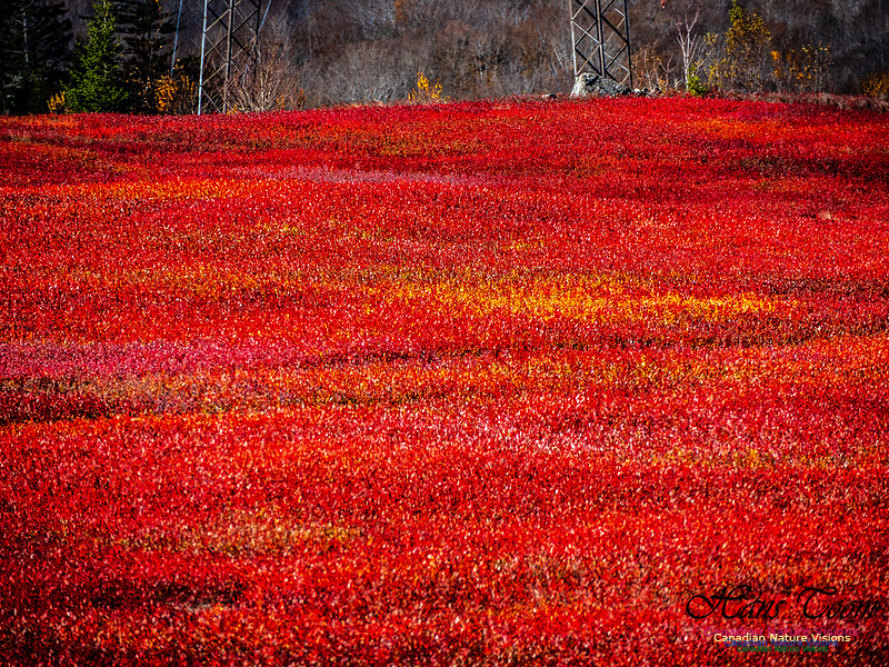 Nova Scotia in Fall 230