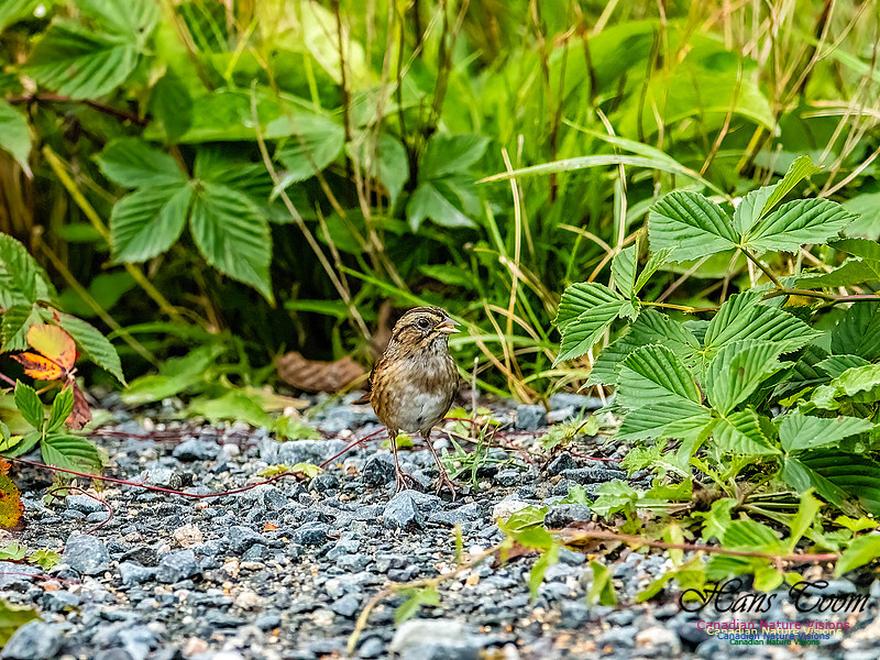 Swamp Sparrow 109